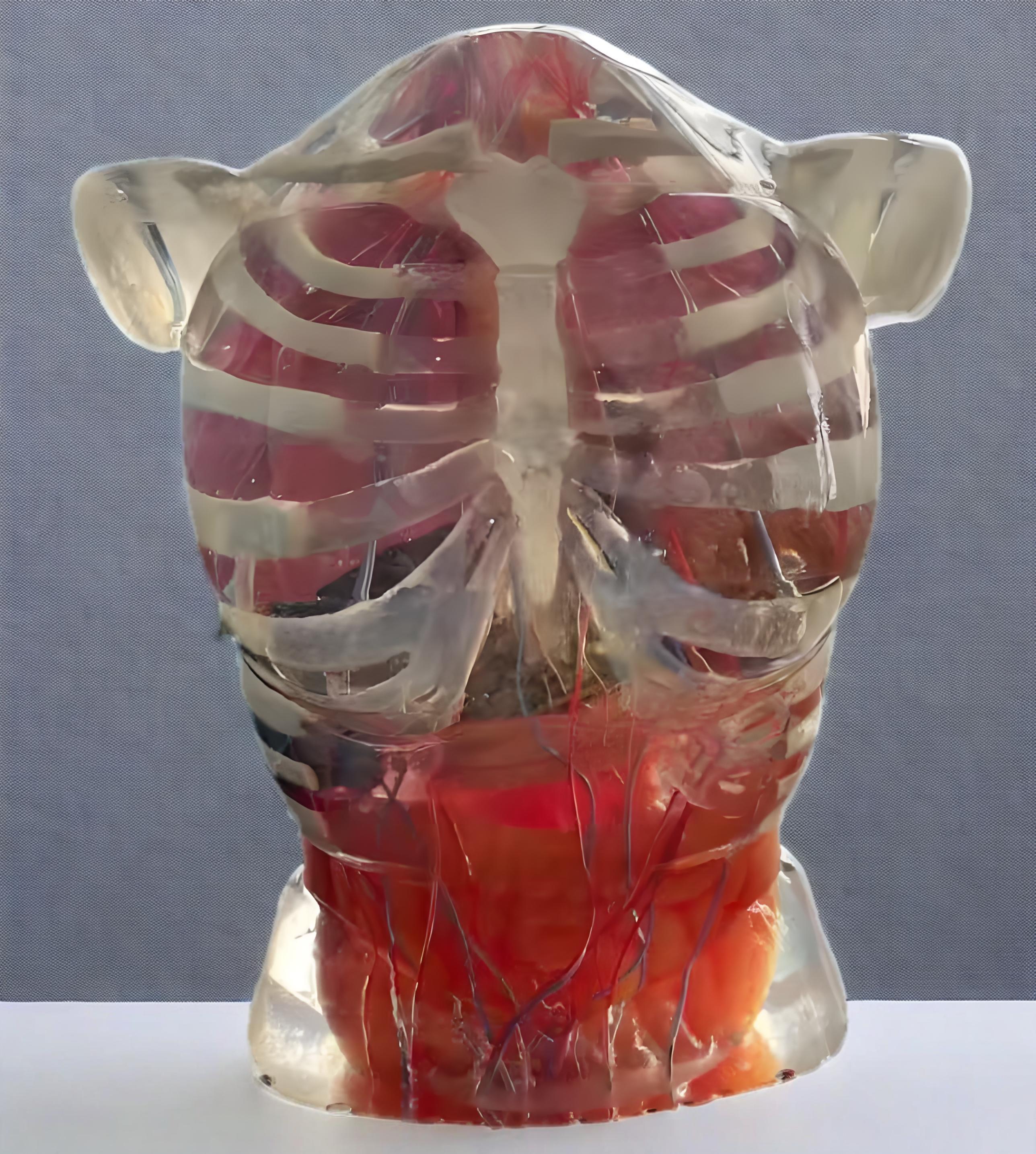 人體胸部掃描模型-兼容CT超聲核磁